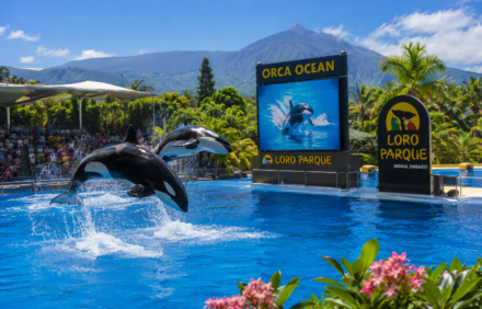 Loro Parque Guide