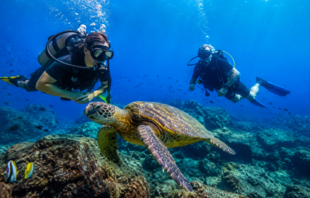 Best Areas for Snorkelling in Tenerife South